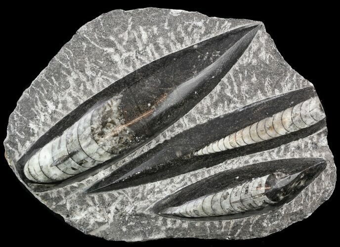 Polished Fossil Orthoceras (Cephalopod) Plate #52575